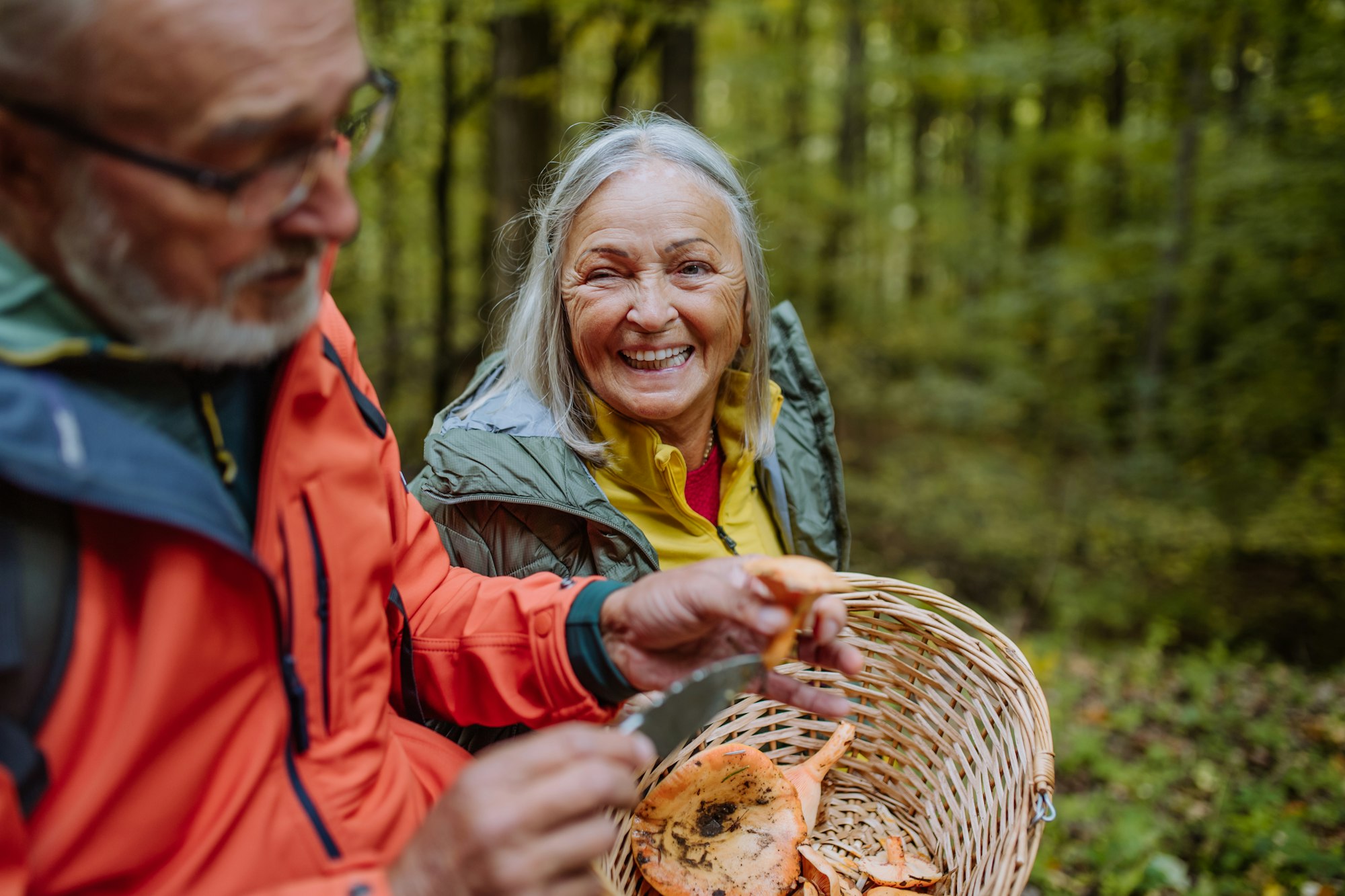 Senior couple picking and cleaning mushrooms in autumn forest.